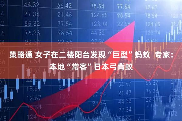 策略通 女子在二楼阳台发现“巨型”蚂蚁  专家：本地“常客”日本弓背蚁